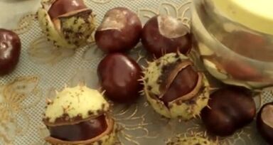 L'uso di castagne per cavalli per il trattamento delle vene varicose