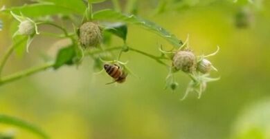 Metodi efficaci per il trattamento delle vene varicose