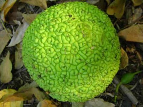 Pomo d'Adamo per il trattamento delle vene varicose